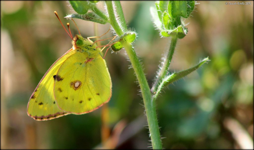 Richiesta ident.!!! Chi ? - Colias alfacariensis